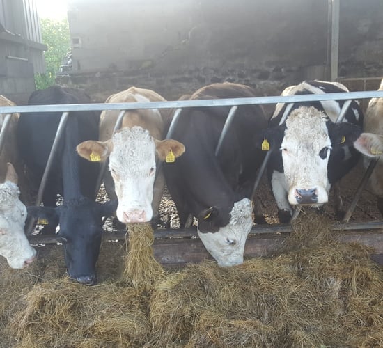 'Idea of cutting beef production needs to be given serious consideration'