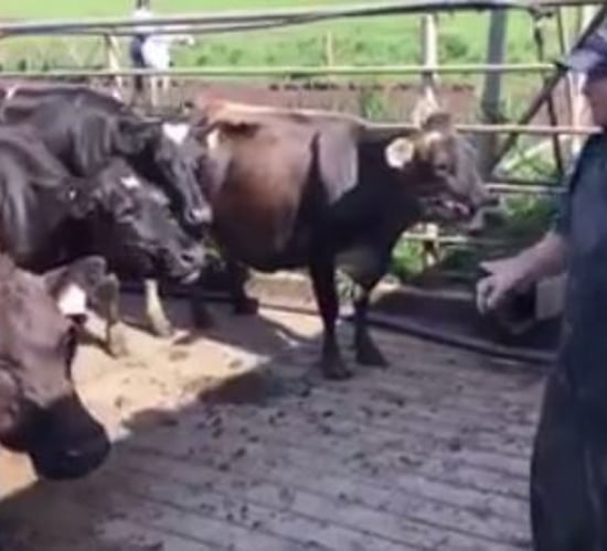 Video: One dairy farmer gives rousing milking speech to his herd