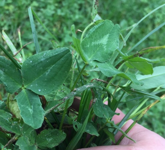 Up to €300/ha as multi-species sward and clover measures re-open