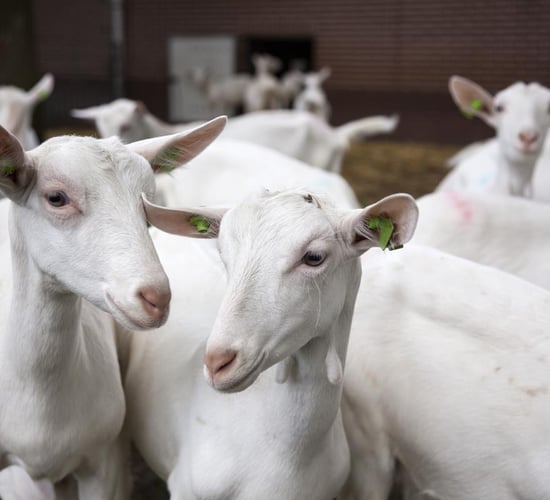 First case of CAE goat disease discovered in Northern Ireland