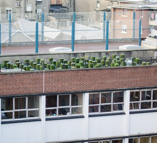 Pics: Growing potatoes on a roof and harvesting honey on one urban farm