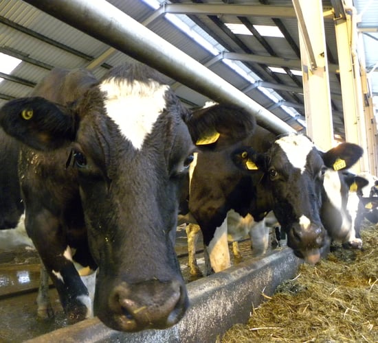 'Oil price hike may well strengthen world dairy prices'