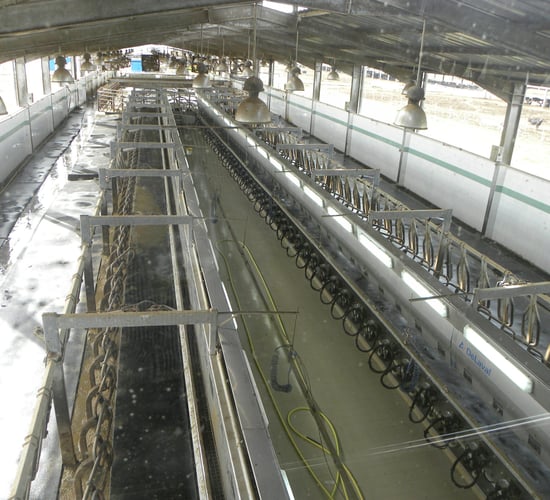 Dairy wholesale prices rise 20% annually; fruit and veg costs decline
