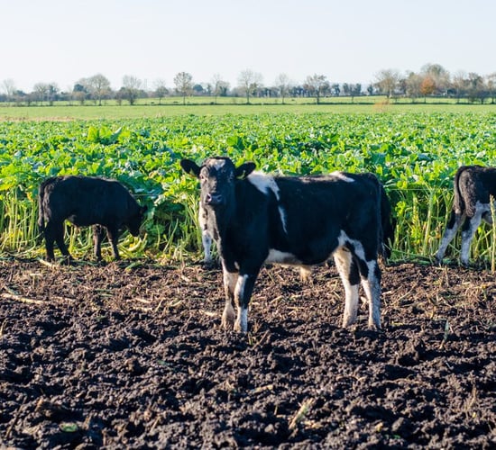 Forage crops a key part of Tipperary dairy calf to beef operation
