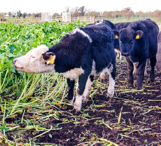 4 things to consider when grazing forage crops