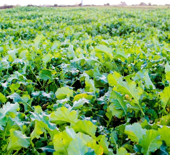 Video: 'Brassicas are a simple crop to grow and they're rocket fuel for animals'