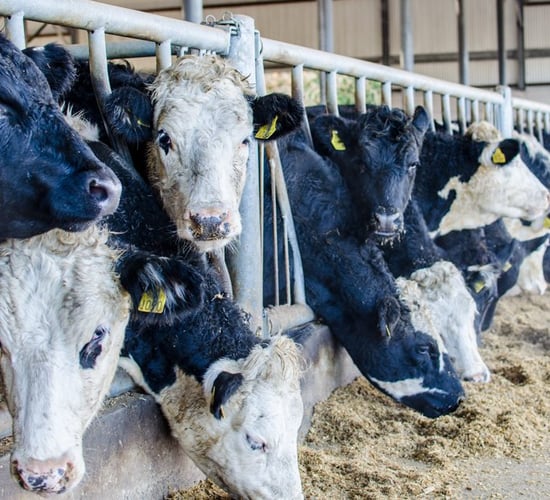 Managing herd health on a 1,200 head finishing unit