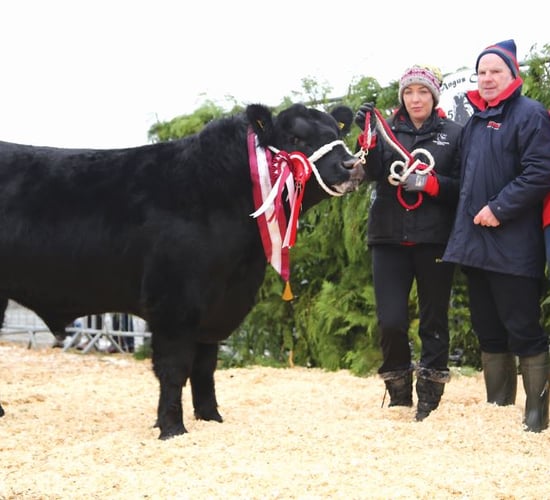 A bull for every farmer at the Irish Angus Cattle Society Elite Sale