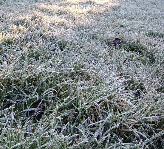 Met Éireann warns of cold weather impact on animals