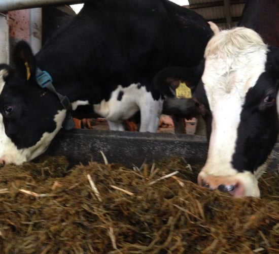 Tentative signs of recovery in the dairy sector - Minister Creed
