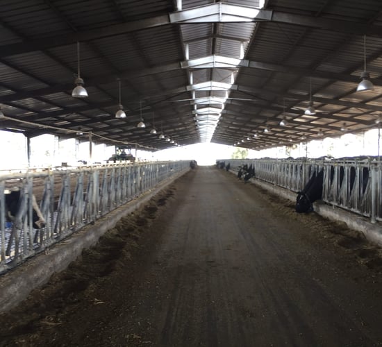 Video: Behind the scenes access to one of Morocco's largest dairy farms