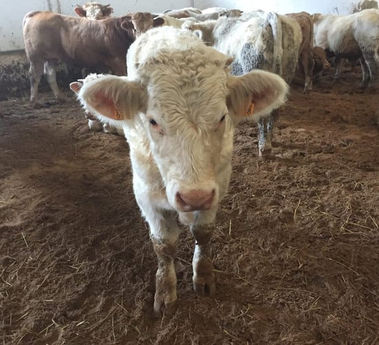 Cattle exporters on a discovery mission in Algeria