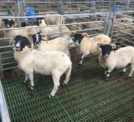 Pics: A closer look at Teagasc Athenry's hill lamb finishing system