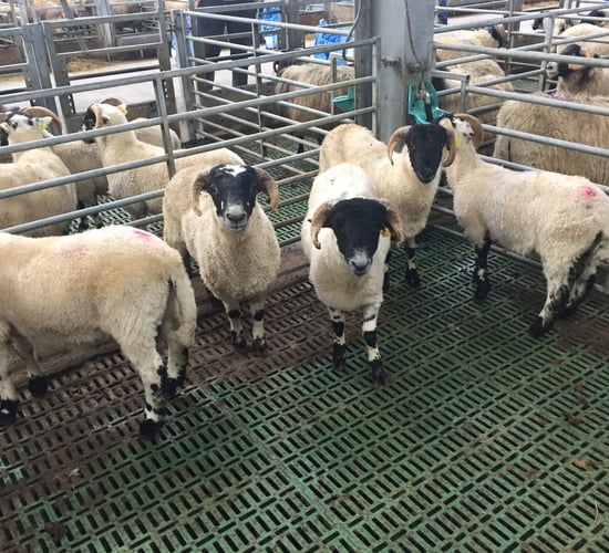 Poor summer sees a carryover of hoggets in Northern Ireland