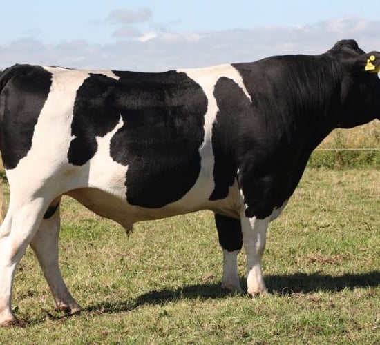 LIC meetings to showcase the latest sires for the Irish market