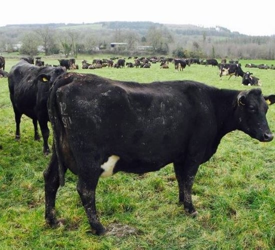 'Dairy farmers should check out their cows' anatomy'