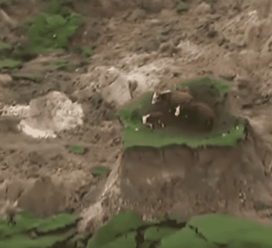 Video: Cattle left stranded following earthquake in New Zealand