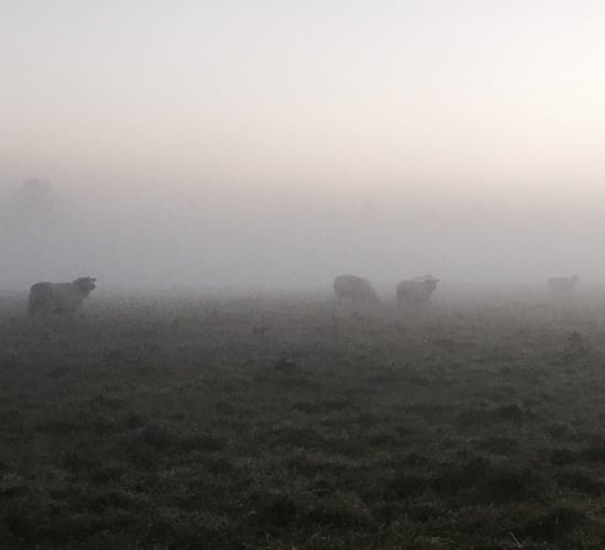 Weather: Met Éireann issues fog warning