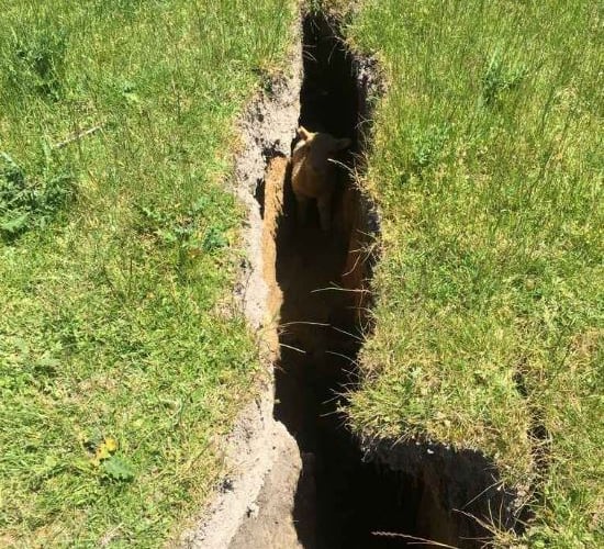 Lamb rescued after being trapped in New Zealand earthquake chasm