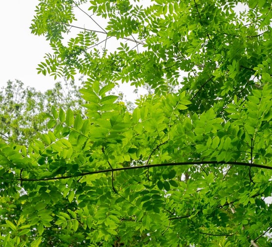 Over €3m paid out to date under ash dieback reconstitution scheme