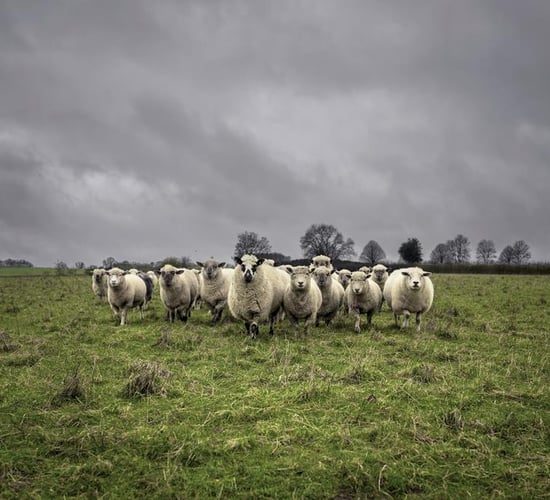 €25m Sheep Welfare Scheme application forms to issue to farmers shortly