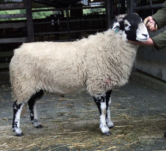 Swaledale ram sells for over €100,000 at annual sale