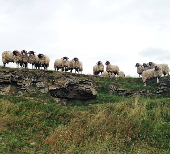 15 Swaledale in-lamb ewes stolen from Kerry mountain