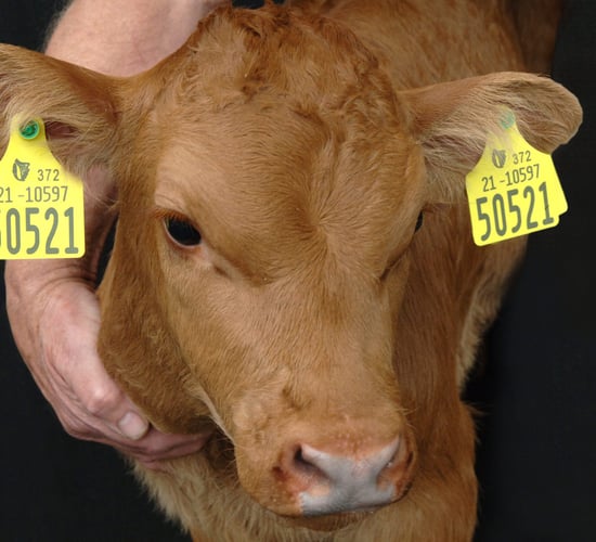 Poll: Will you opt out of the ICBF levy when ordering cattle tags?