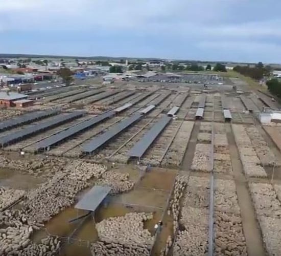 Video: Amazing footage of almost 70,000 sheep at a mart in Australia