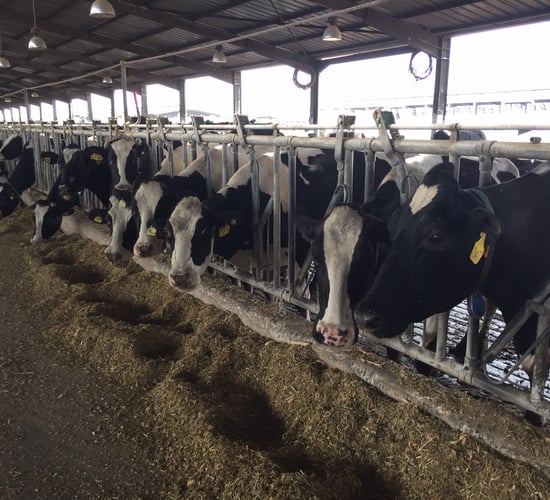 Department examining possibility of health certs for €40m Morocco heifer market