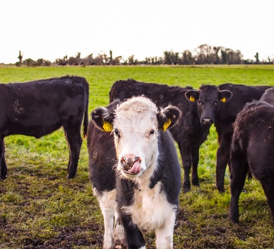 Beef carcass weights yet to influenced by dairy genetics