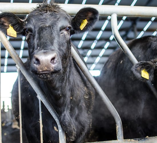 Five factors that could affect Irish beef prices this year