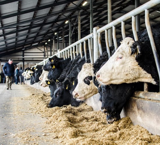 The growing prospect of a hard Brexit is bad news for Irish beef