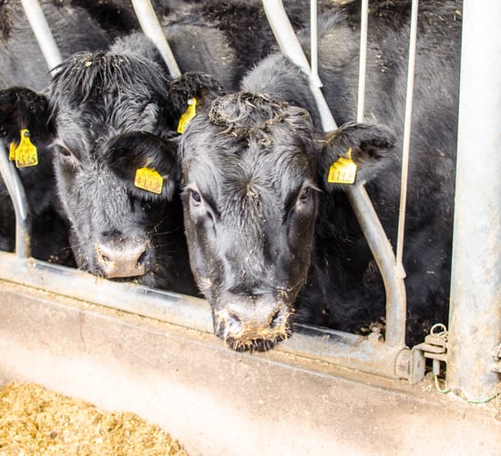Beef farmers forced to carry the can through loss making prices - Healy
