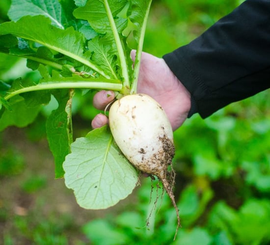 Open days aim to help farmers tackle 'impending fodder crisis'