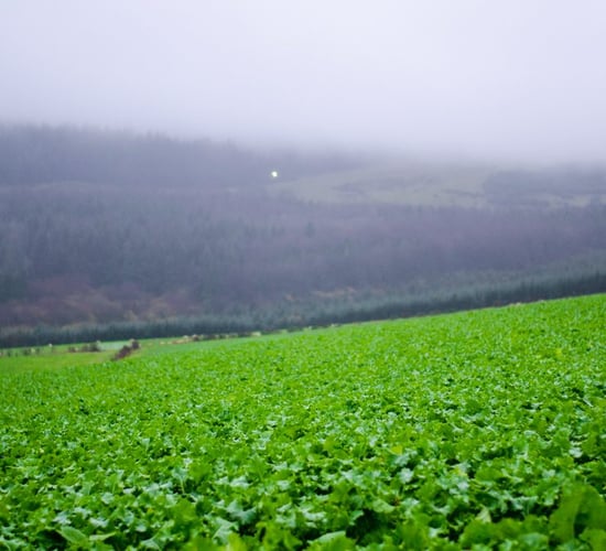 Farmers warned of 'dirty lamb' risk from grazing forage crops