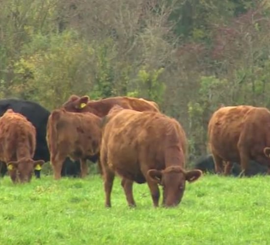 Dexter breed society comes to midlands for AGM