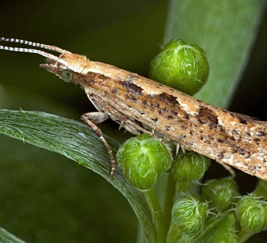 Diamondback moths take the edge off Brussels sprout yields