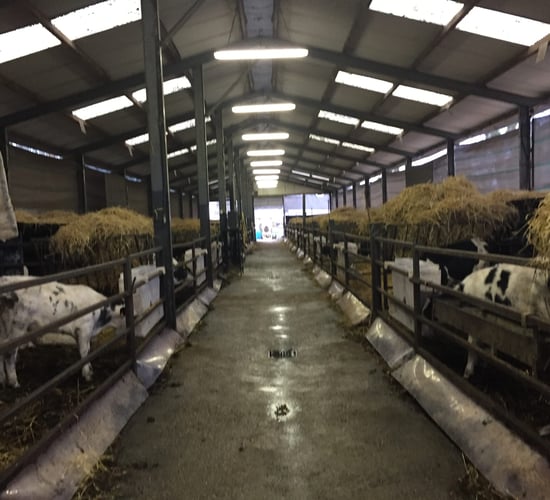 Pics: Behind the scenes on one of Ireland's largest calf farms