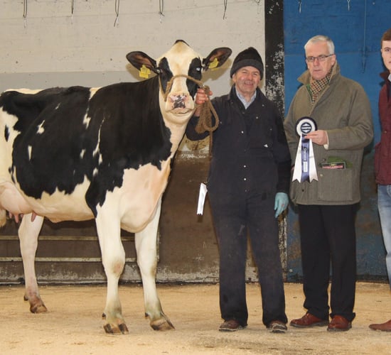 A family of Holstein breeders take home close to €50,000 at dairy sale