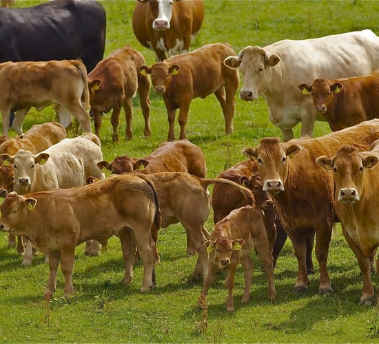 Bord Bia called on to 'honour taskforce agreement' on 'naturally reared' beef