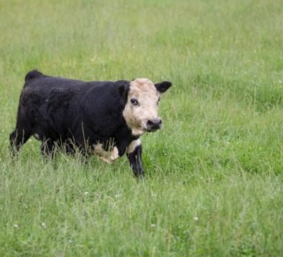 New Zealand bull could blow world's smallest bull competiton wide open
