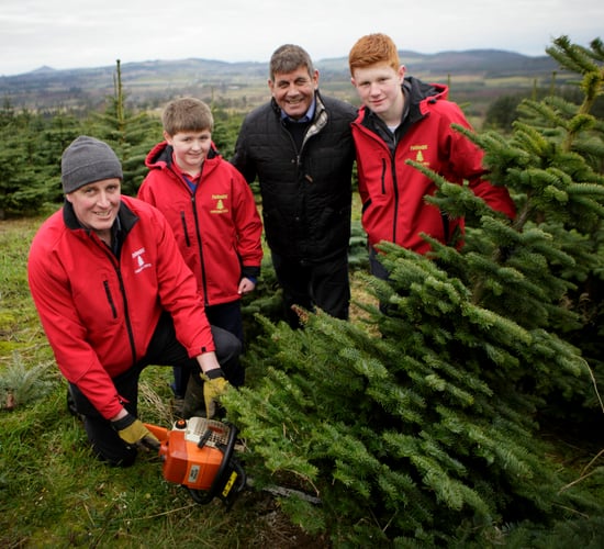 'Buy a real Christmas tree' - the industry is worth €21m to the economy
