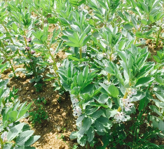 Spring beans list out as farmers make planting decisions
