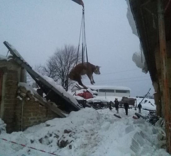 Hundreds of livestock injured, dead and missing following Italian quakes