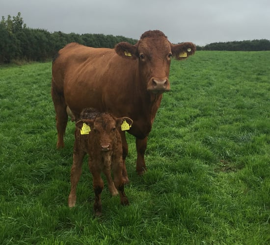 'Postal delays' sees genomic tag selection deadline extended for some farmers