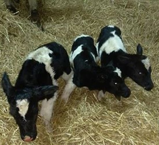 Pics: Triplet calves get 2017 calving season off to a start on one farm