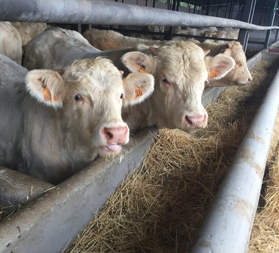 Main players in live exports come together as Algerian buyers show interest