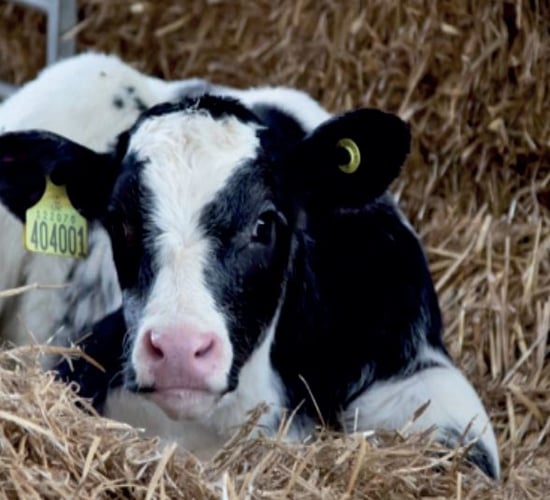 Benefits to beef production of once-a-day milk replacer feeding