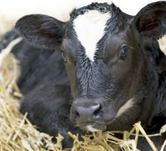 New dairy breeding guidelines and Herd EBI Scorecards unveiled
